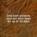 Adams Flea & Tick Cleansing Shampoo 12oz Kills Pet Fleas Ticks Eggs & Lice