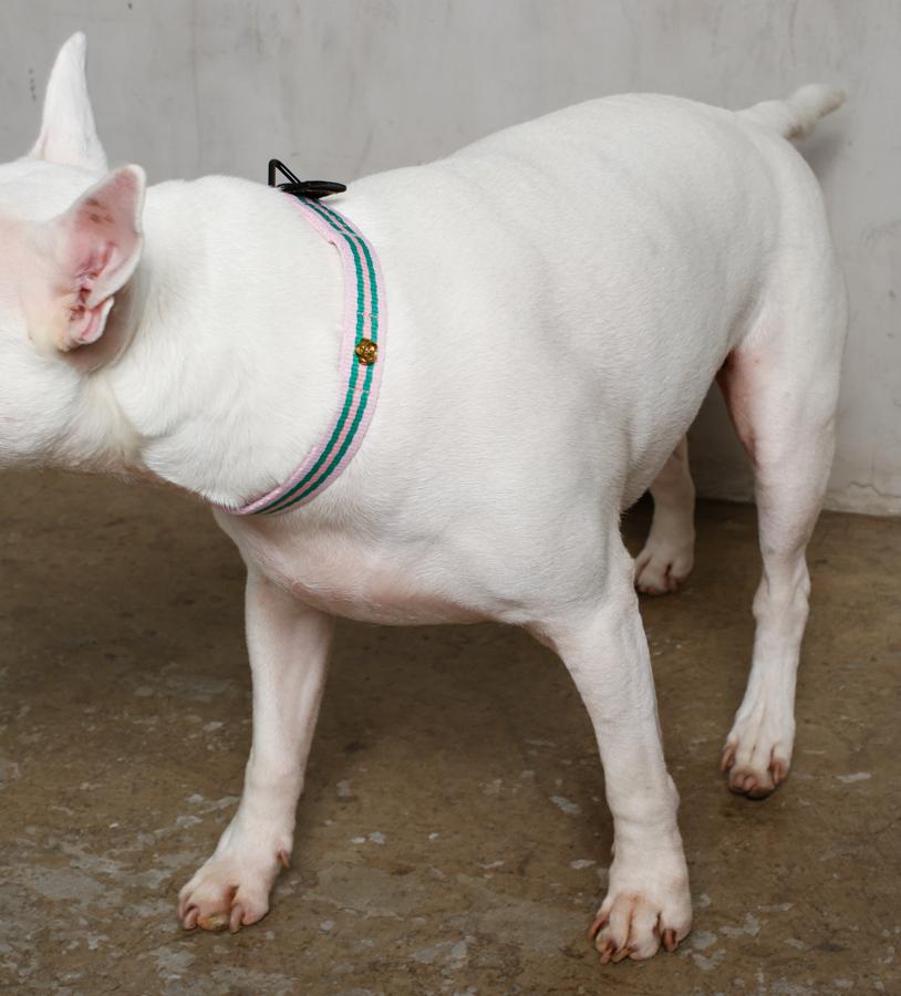 Le Classic Dog Collar