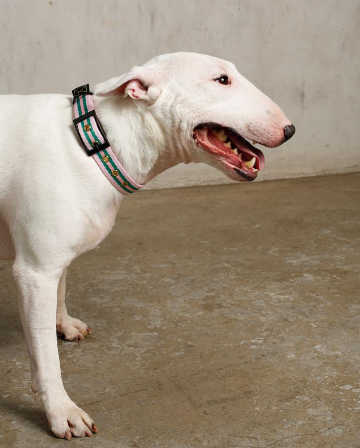 Le Classic Dog Collar