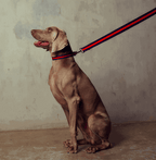 Le Classic Dog Collar