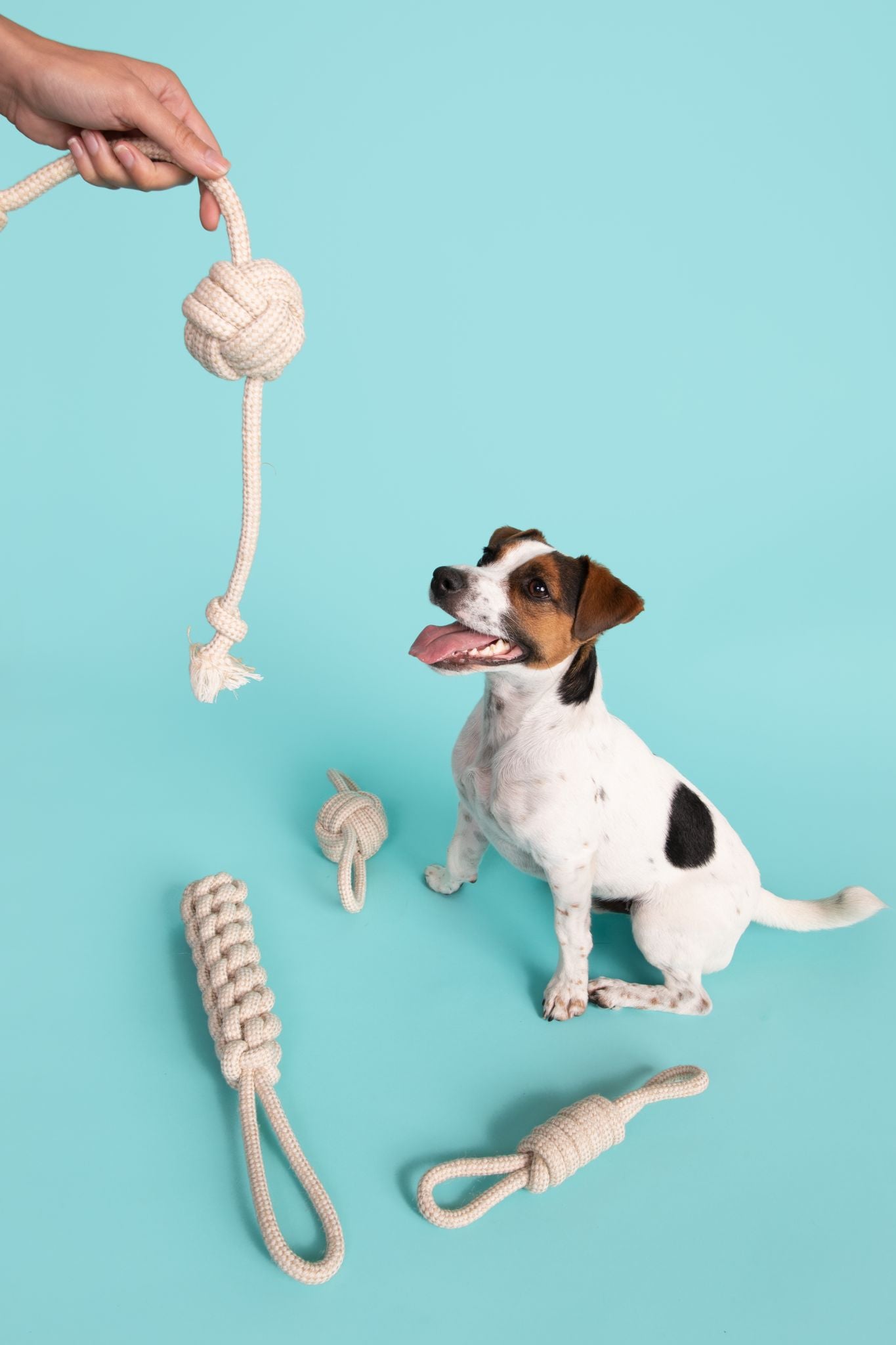 Busy Buddy Bone Toy - Modern Pet Company